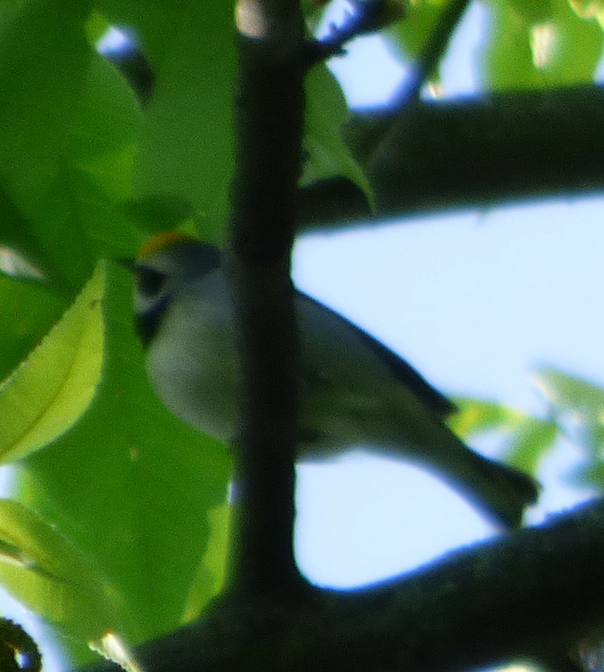 Golden-winged Warbler - ML618901964