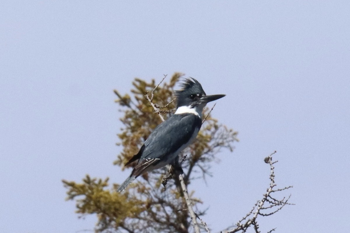 Martin-pêcheur d'Amérique - ML618901976