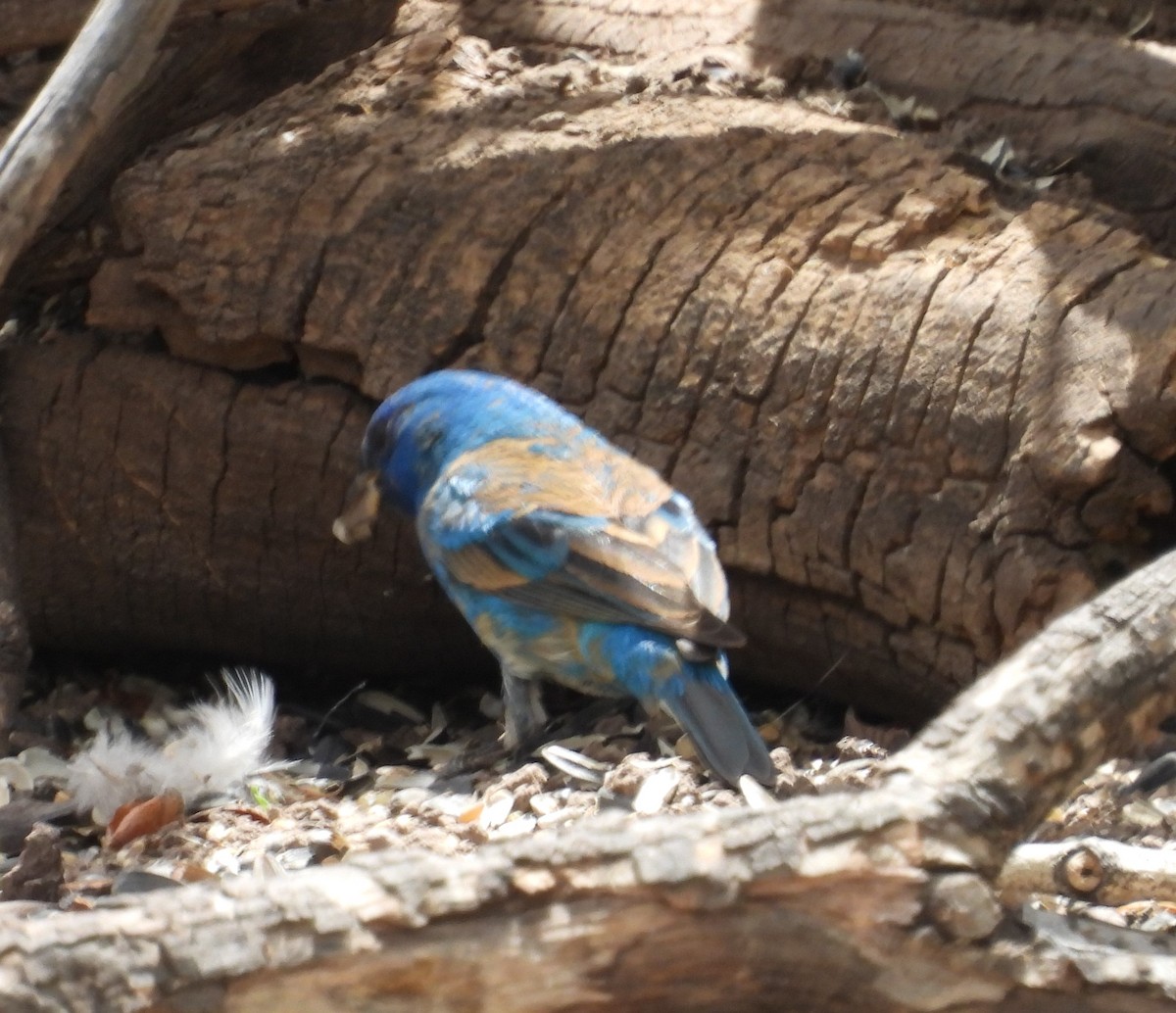 Blue Grosbeak - Stephen Long