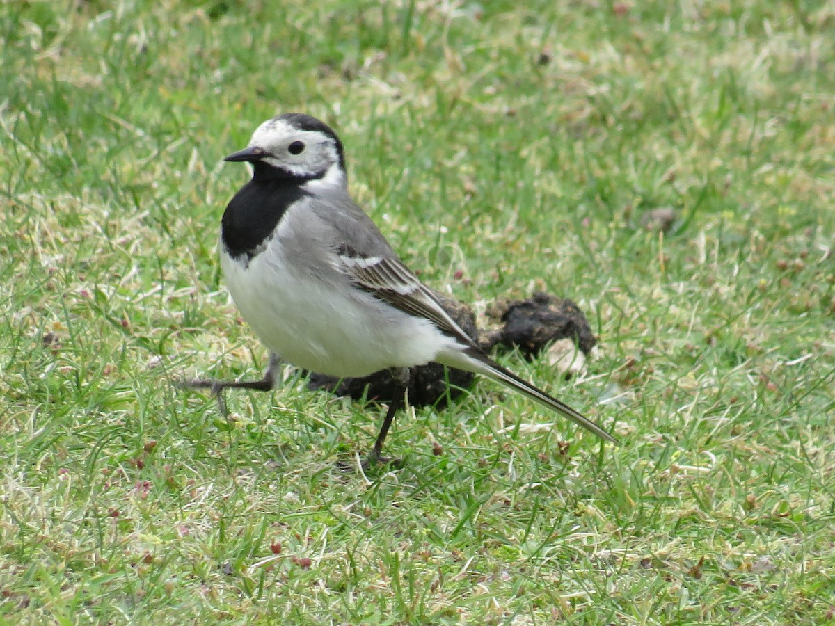 White Wagtail - Sally Bergquist