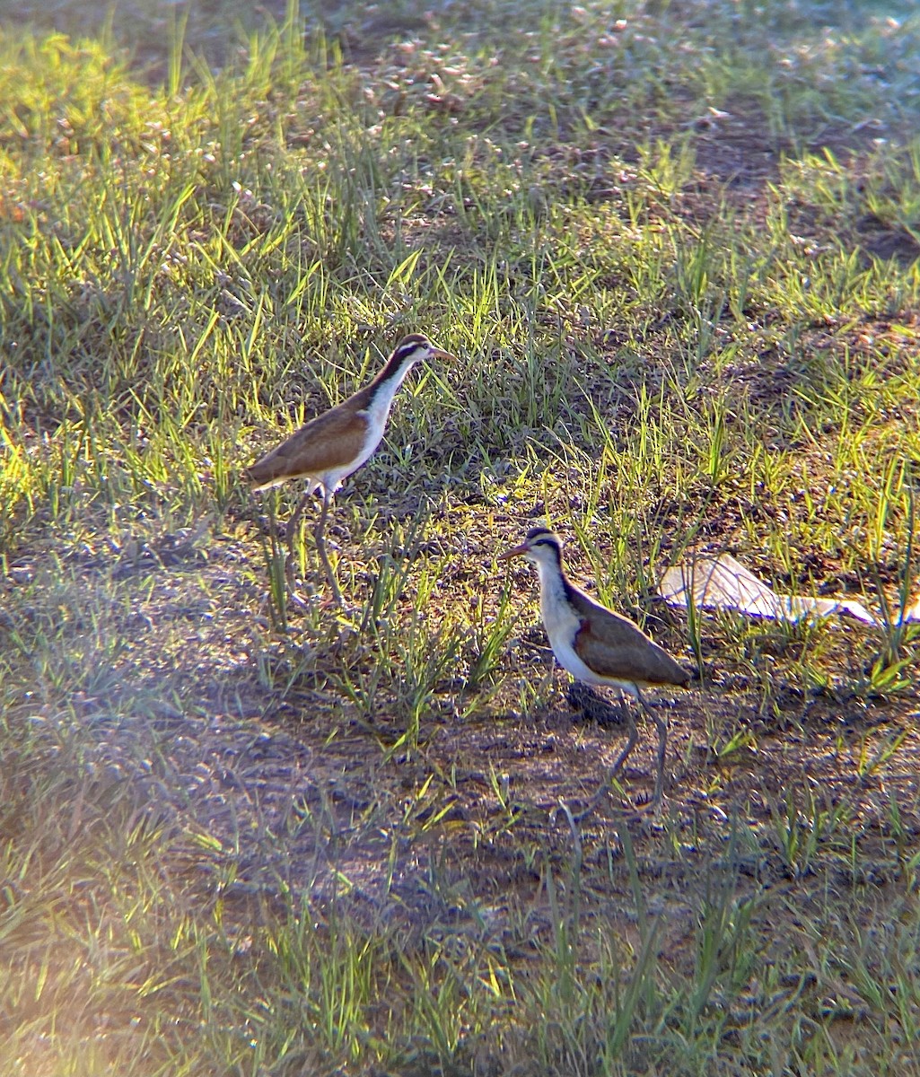 Jacana Suramericana - ML618902001