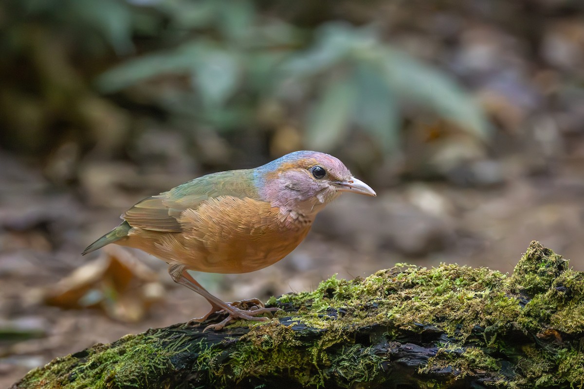 Blue-rumped Pitta - ML618902002