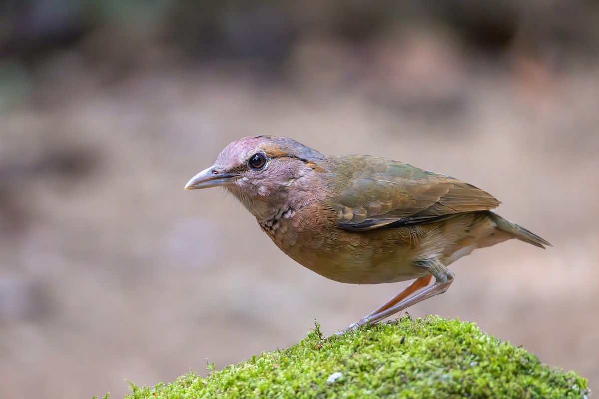 Blue-rumped Pitta - Carolien Hoek