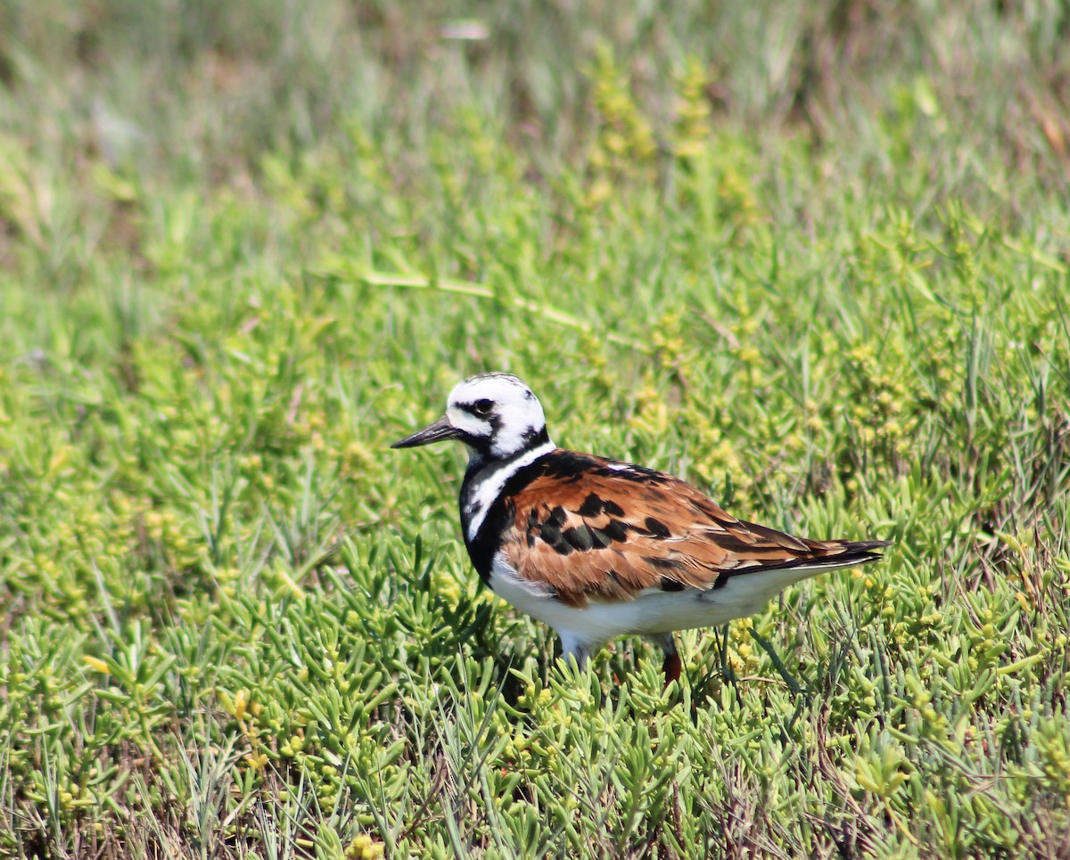 Ruddy Turnstone - Ezra Garber