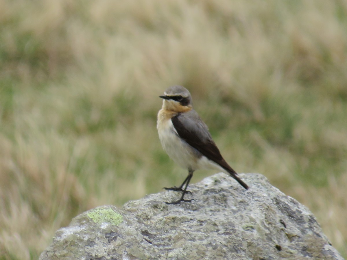 Northern Wheatear - Sally Bergquist