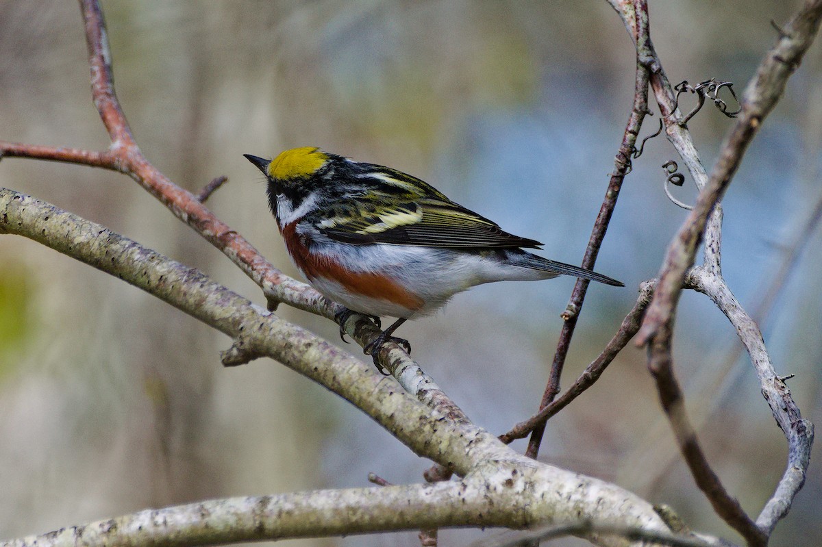 Chestnut-sided Warbler - Dennis McGillicuddy