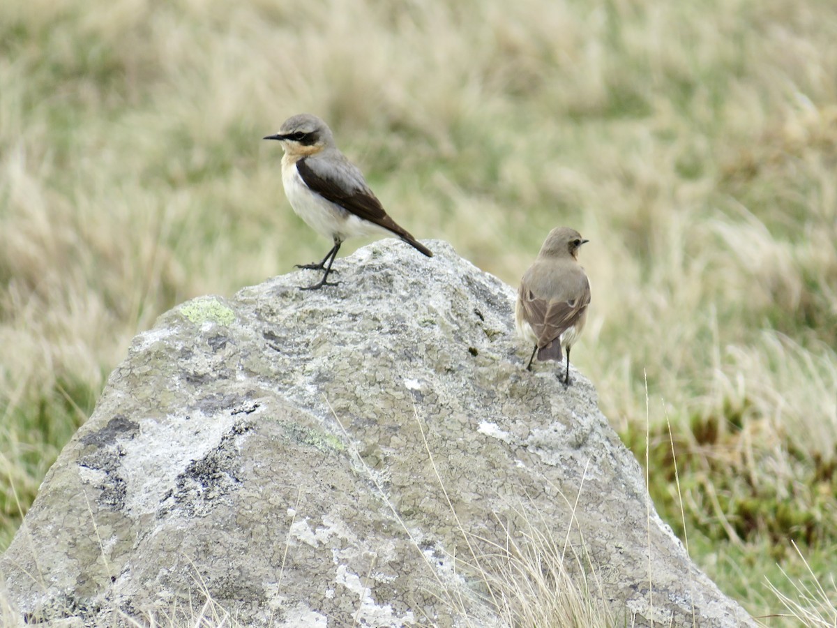 Northern Wheatear - Sally Bergquist