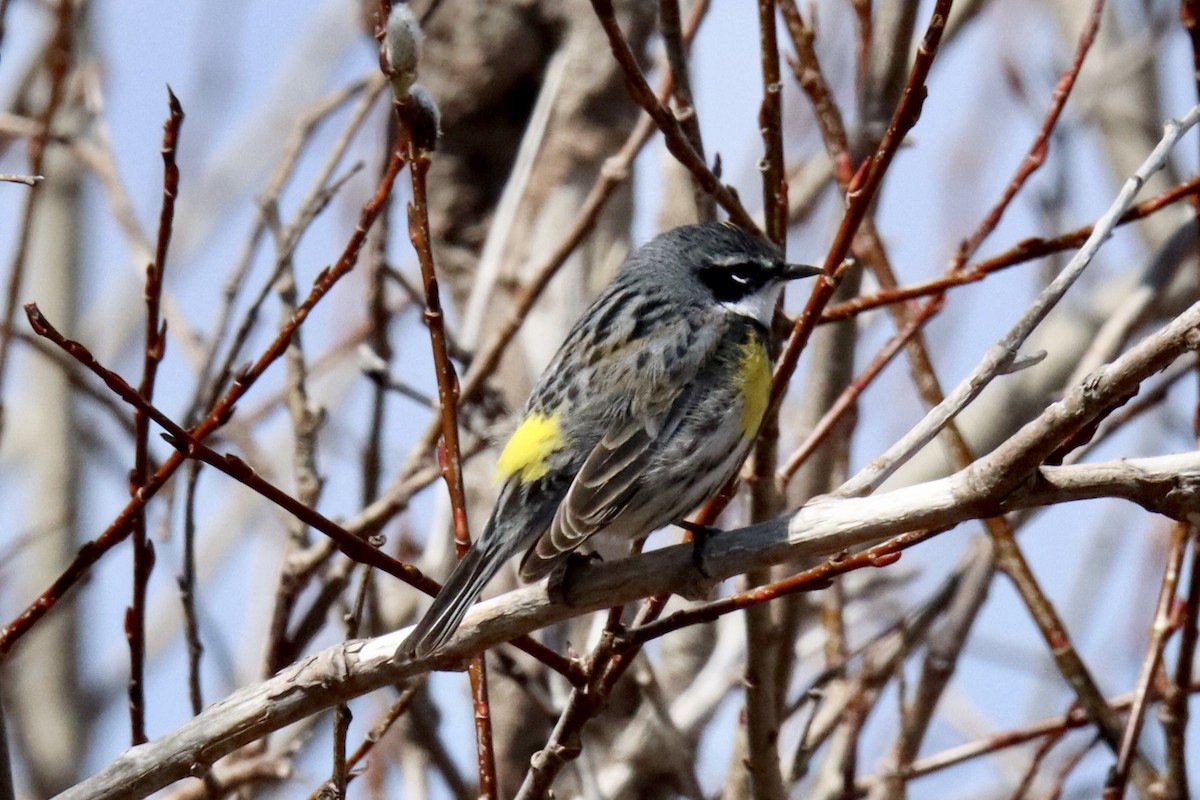 Yellow-rumped Warbler - ML618902031