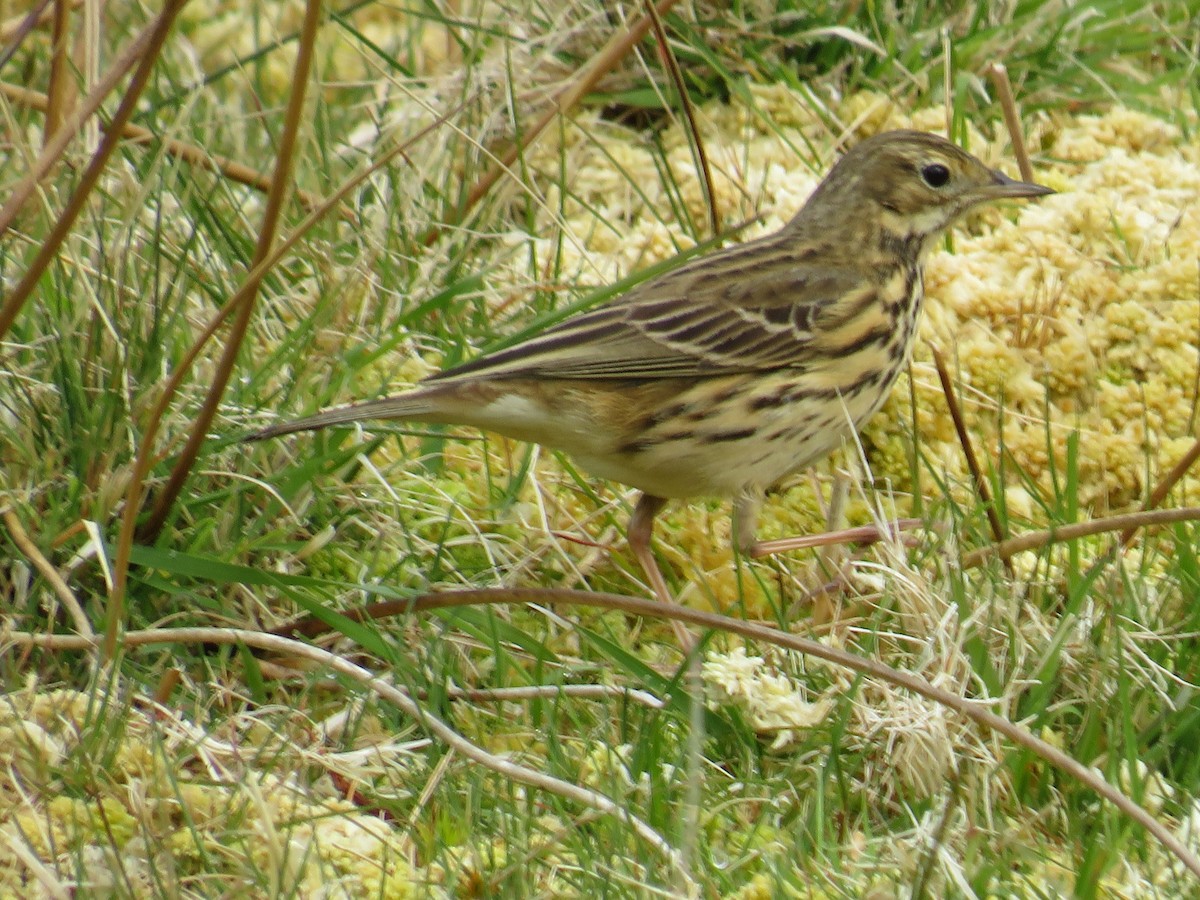 Meadow Pipit - Sally Bergquist