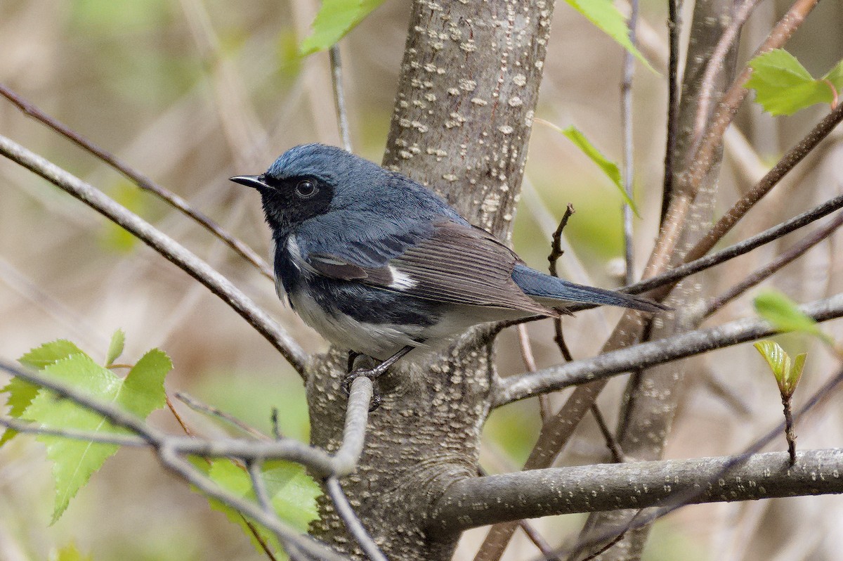 Black-throated Blue Warbler - Dennis McGillicuddy