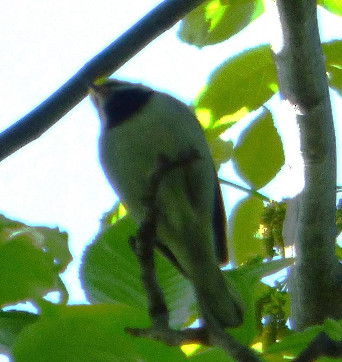 Golden-winged Warbler - ML618902046