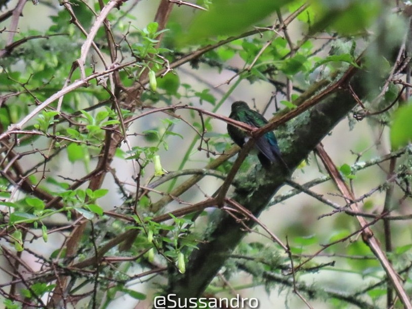 Coppery-bellied Puffleg - SANDRO SUSA