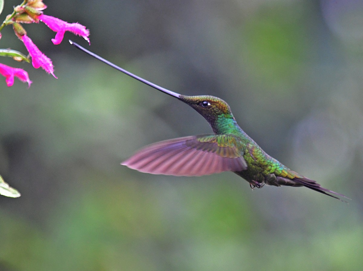 Sword-billed Hummingbird - Francisco Hamada