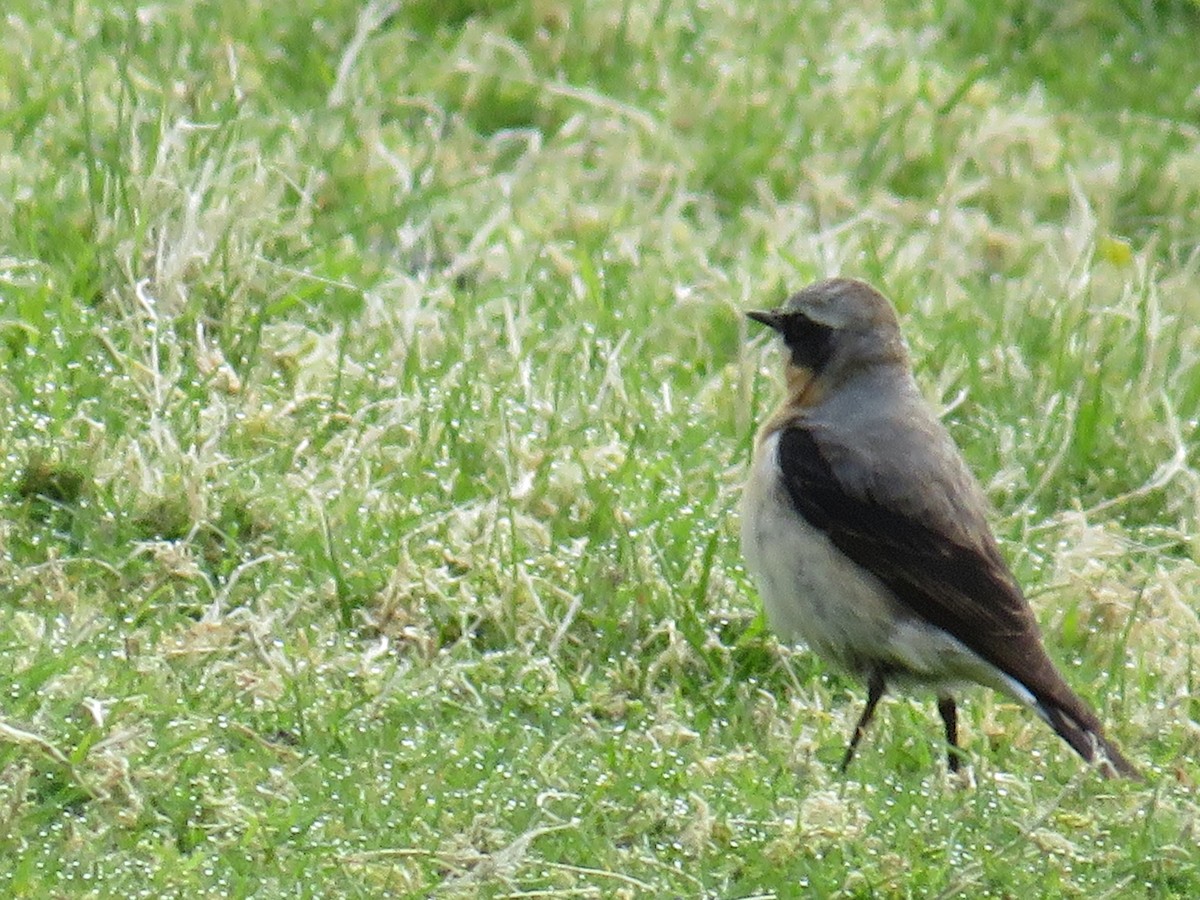 Northern Wheatear - Sally Bergquist