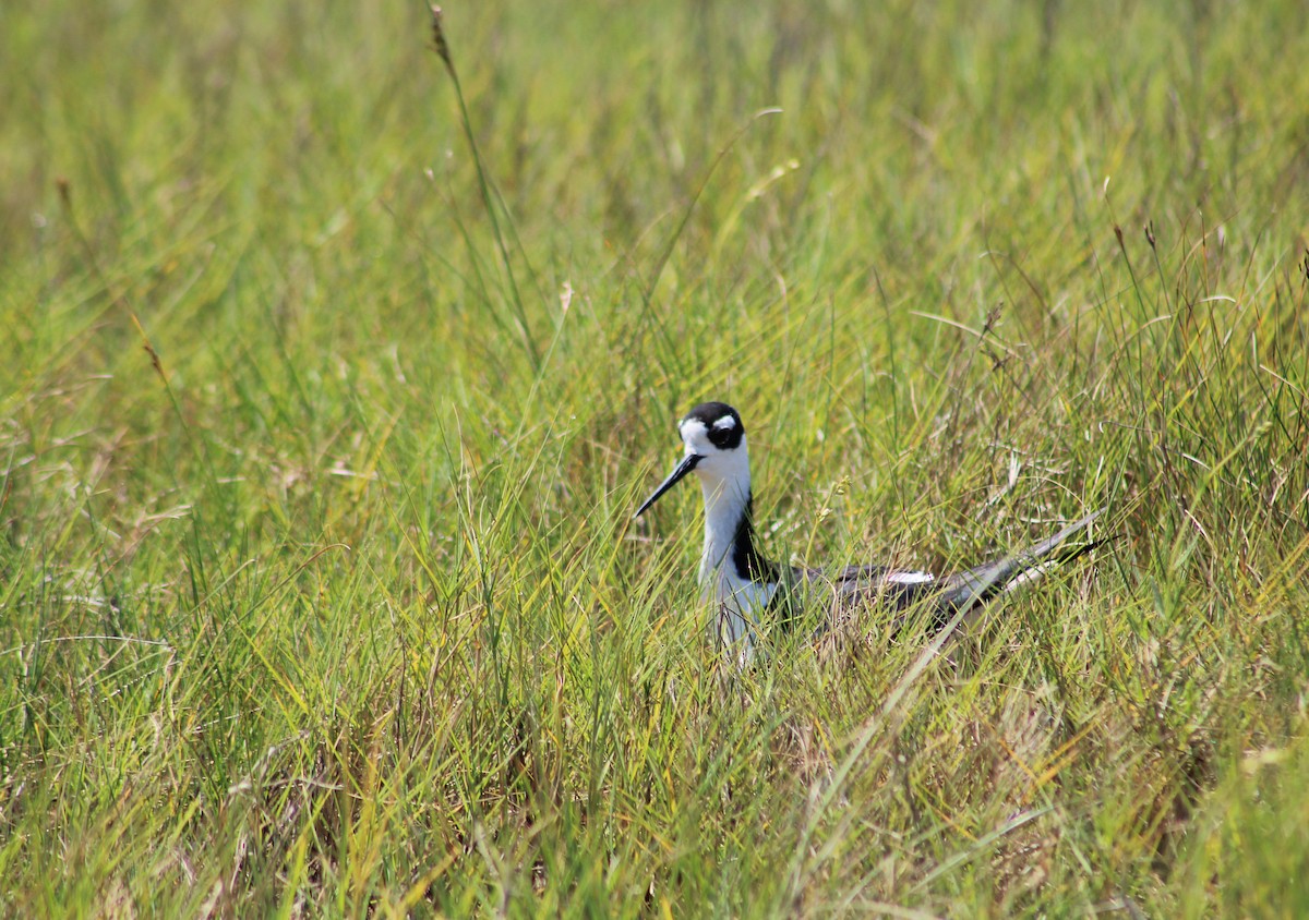 Black-necked Stilt - Ezra Garber