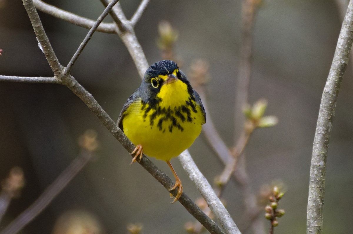 Canada Warbler - Dennis McGillicuddy