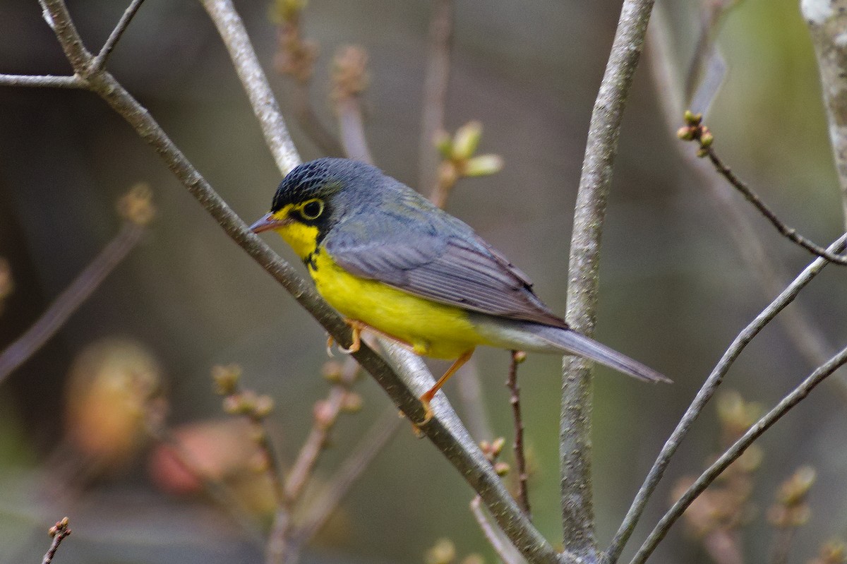 Canada Warbler - Dennis McGillicuddy