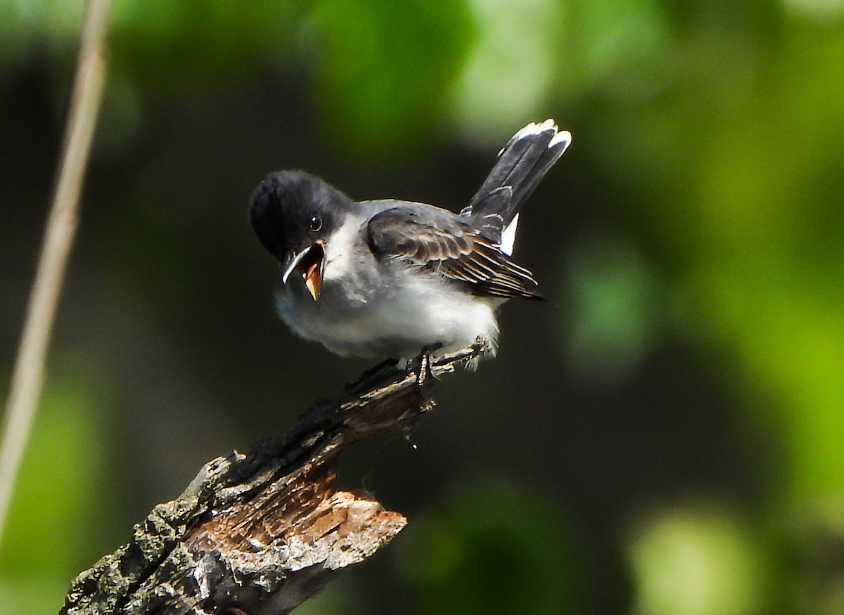 Eastern Kingbird - Tina Li