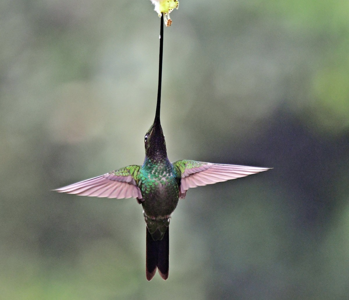 Sword-billed Hummingbird - Francisco Hamada