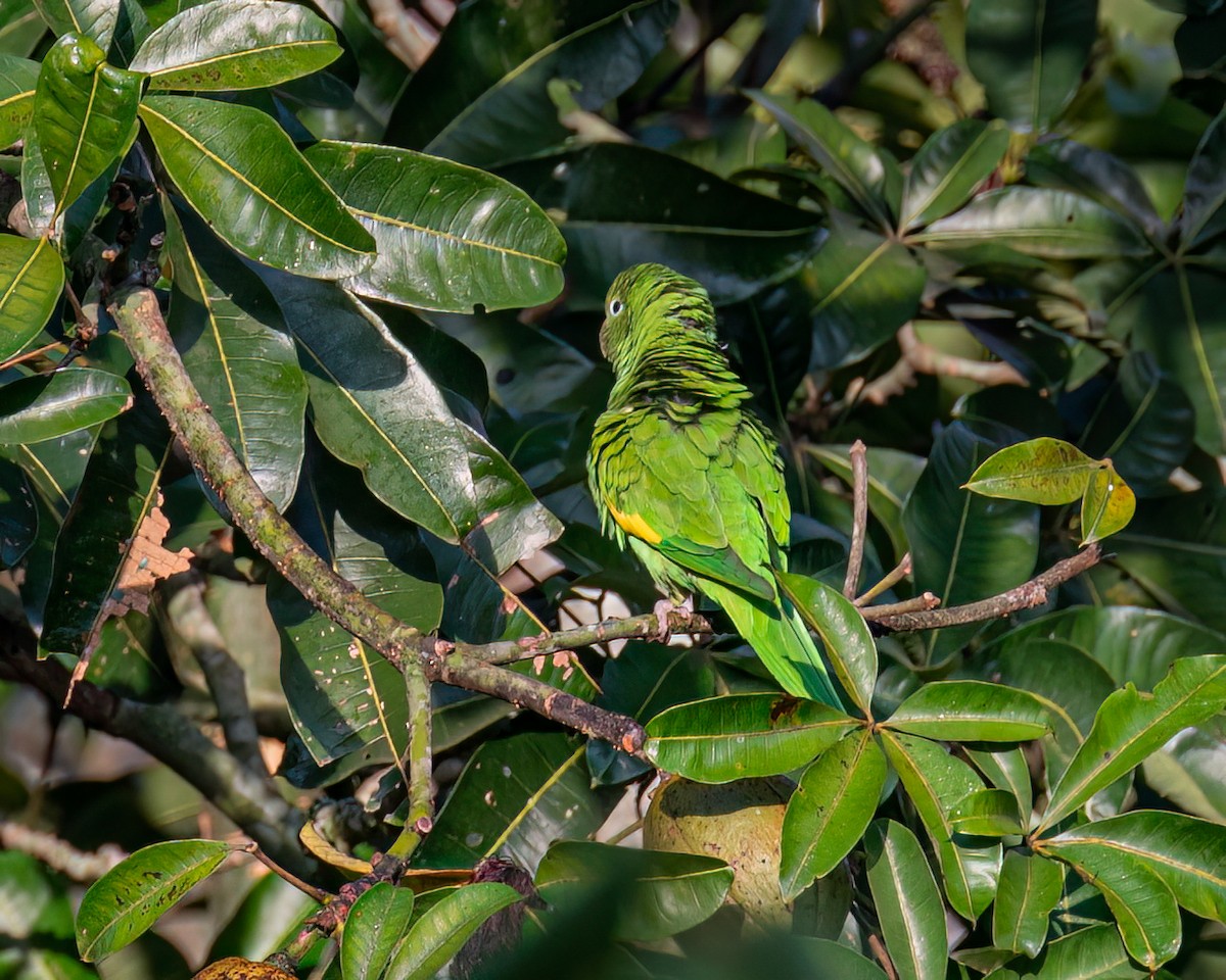 Yellow-chevroned Parakeet - Victor Pássaro