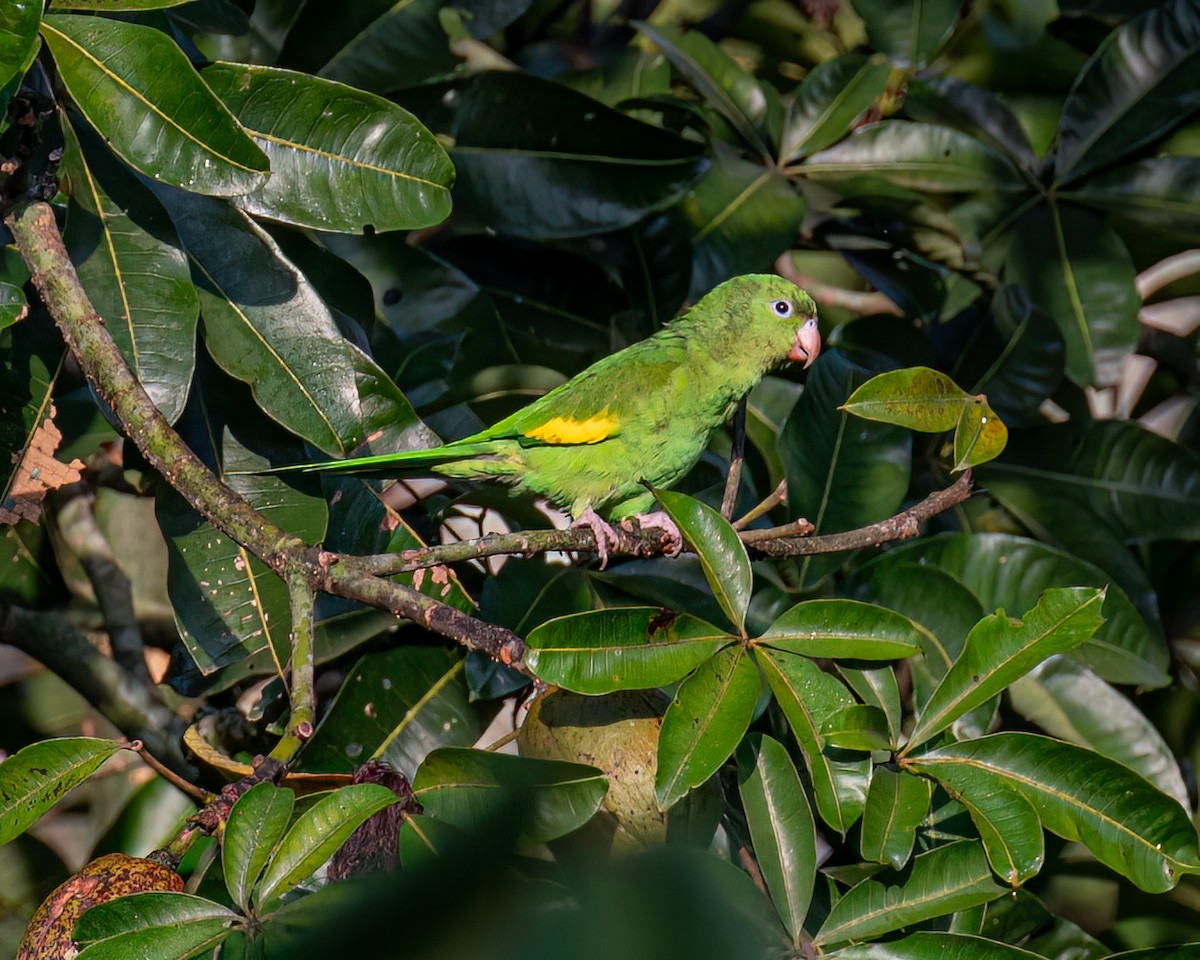 Yellow-chevroned Parakeet - Victor Pássaro