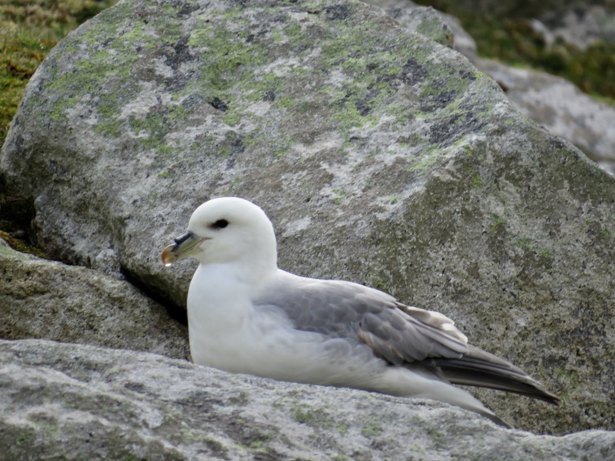 Northern Fulmar - Sally Bergquist