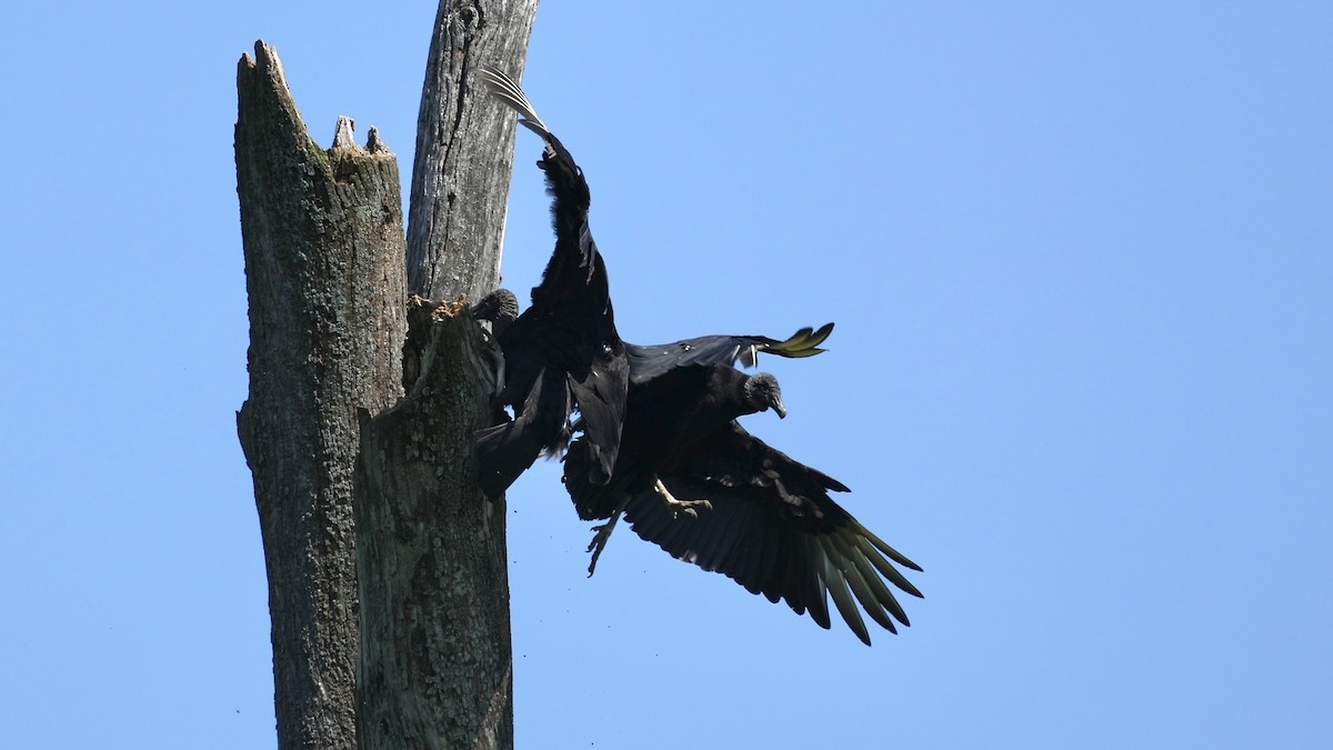 Black Vulture - Sunil Thirkannad