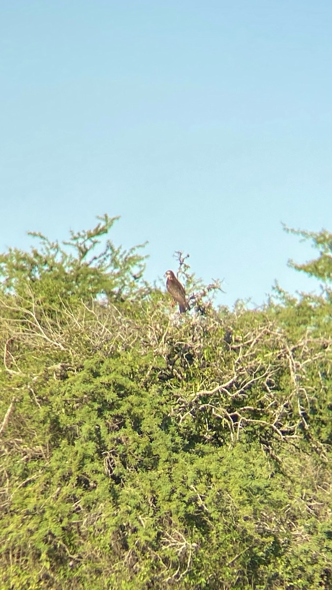 Osprey - Ana Brítez