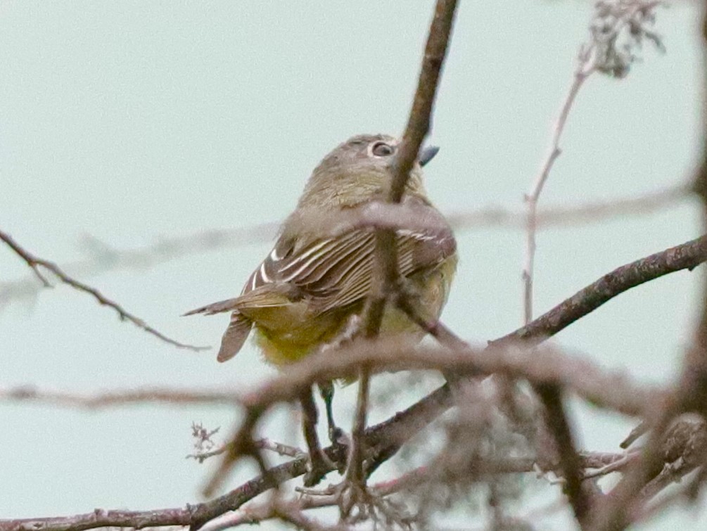 Cassin's Vireo - Drew Hatcher