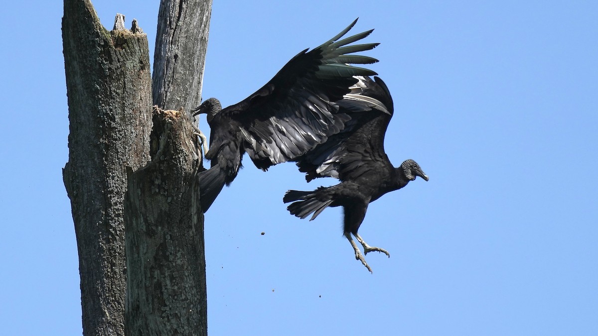 Black Vulture - Sunil Thirkannad