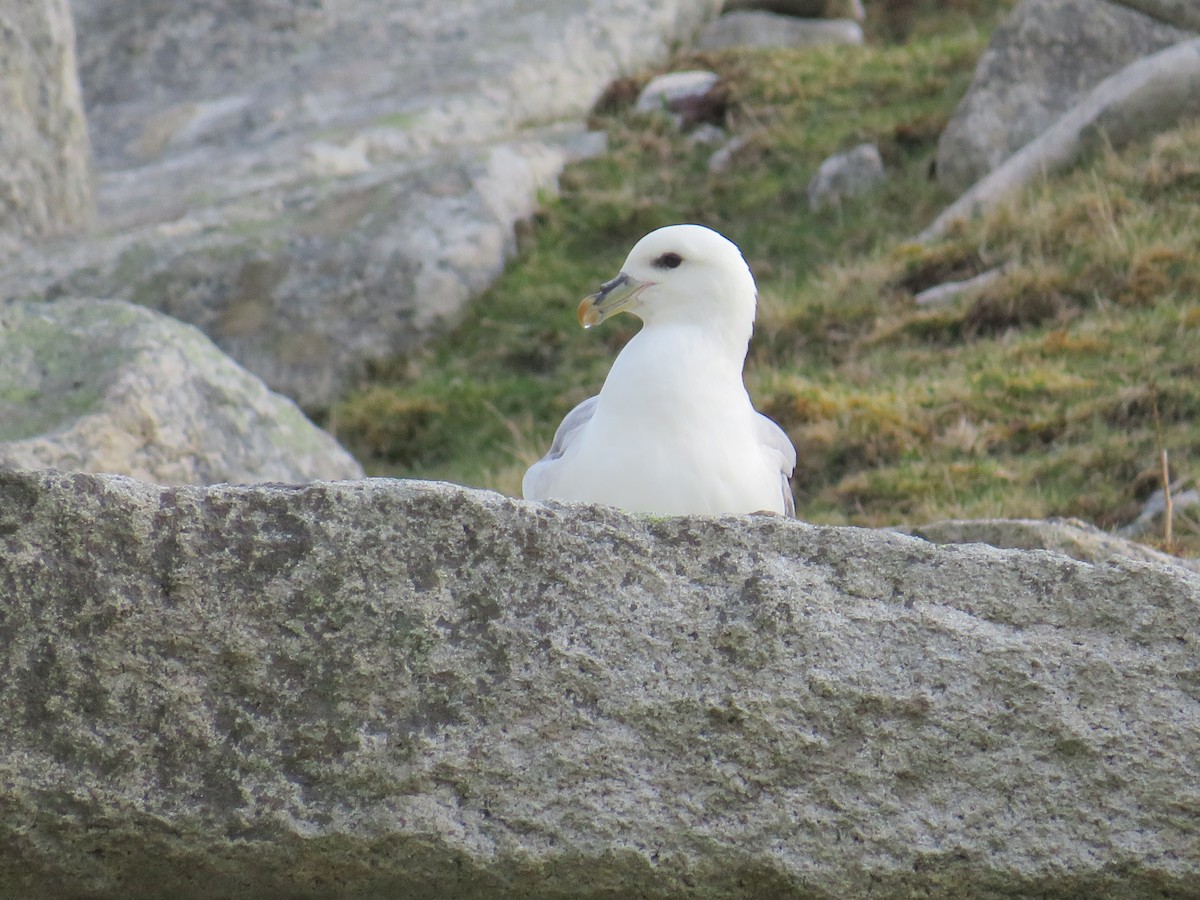 Northern Fulmar - Sally Bergquist