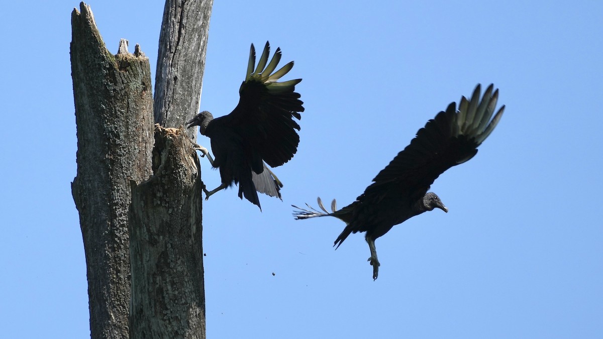 Black Vulture - ML618902141