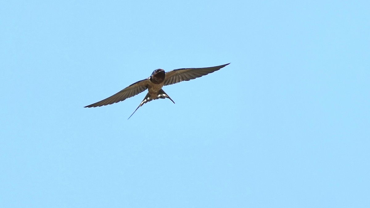 Barn Swallow - ML618902155