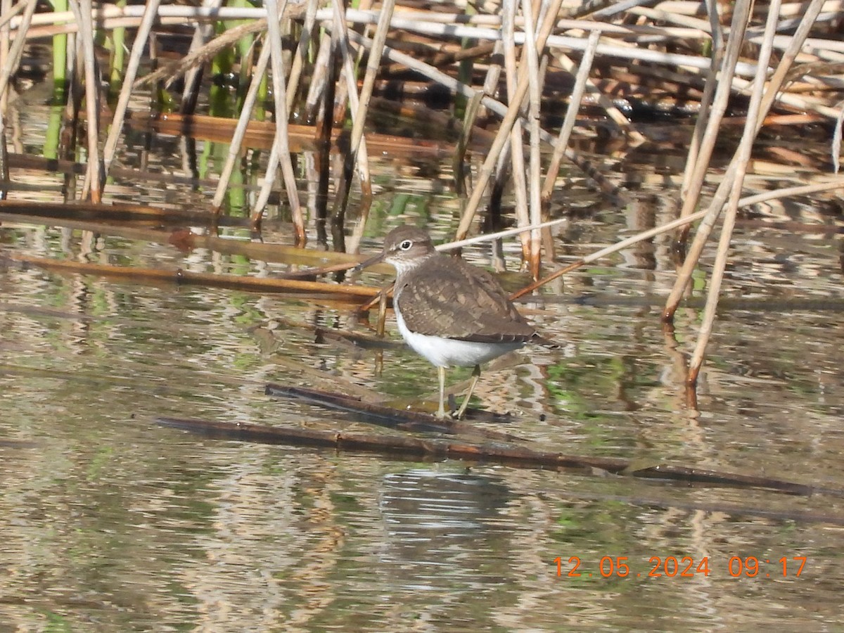 Common Sandpiper - José Ignacio Sáenz Gaitan