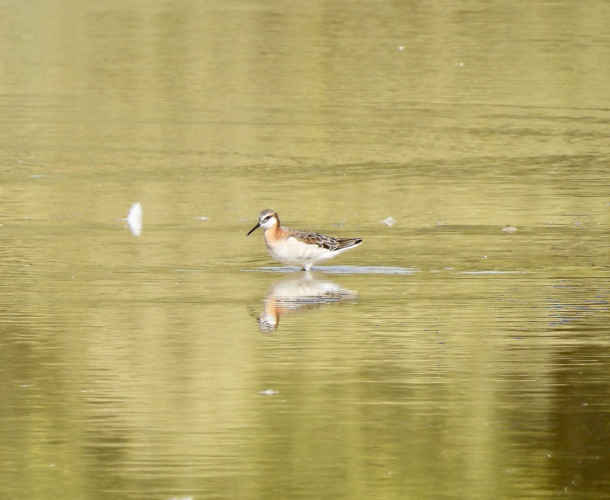 Wilson's Phalarope - Amy Lewis