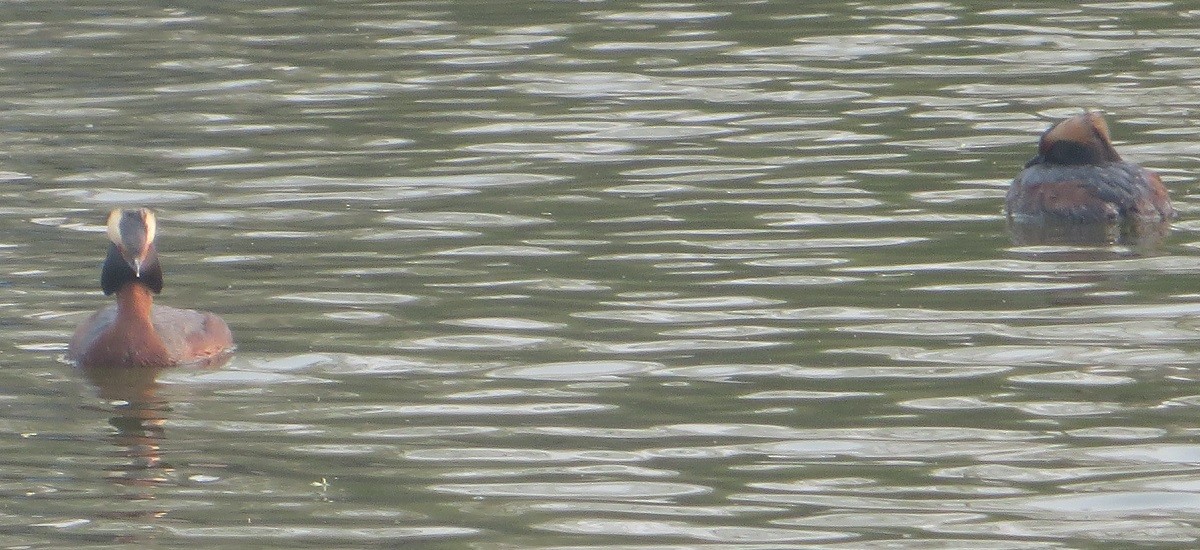 Horned Grebe - ML618902160