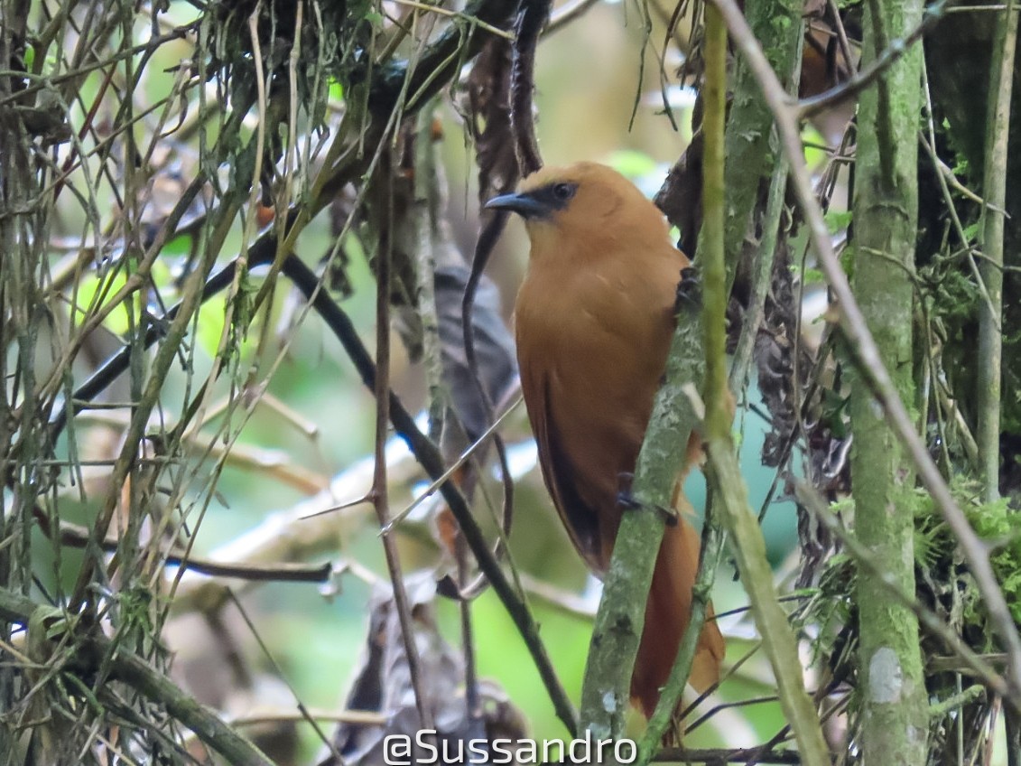 Rufous Wren - SANDRO SUSA