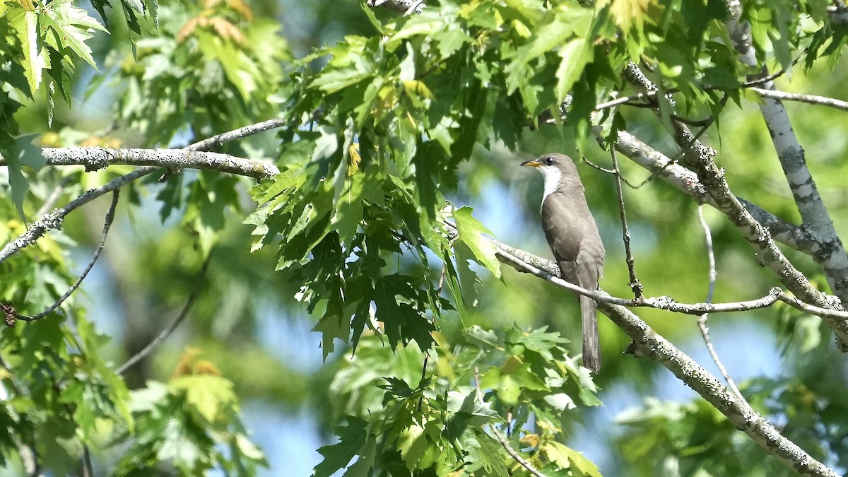 Yellow-billed Cuckoo - ML618902167