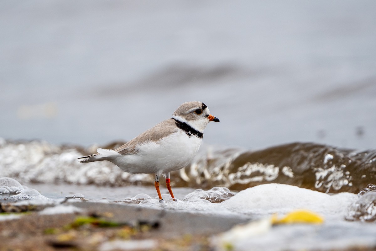 Piping Plover - ML618902169