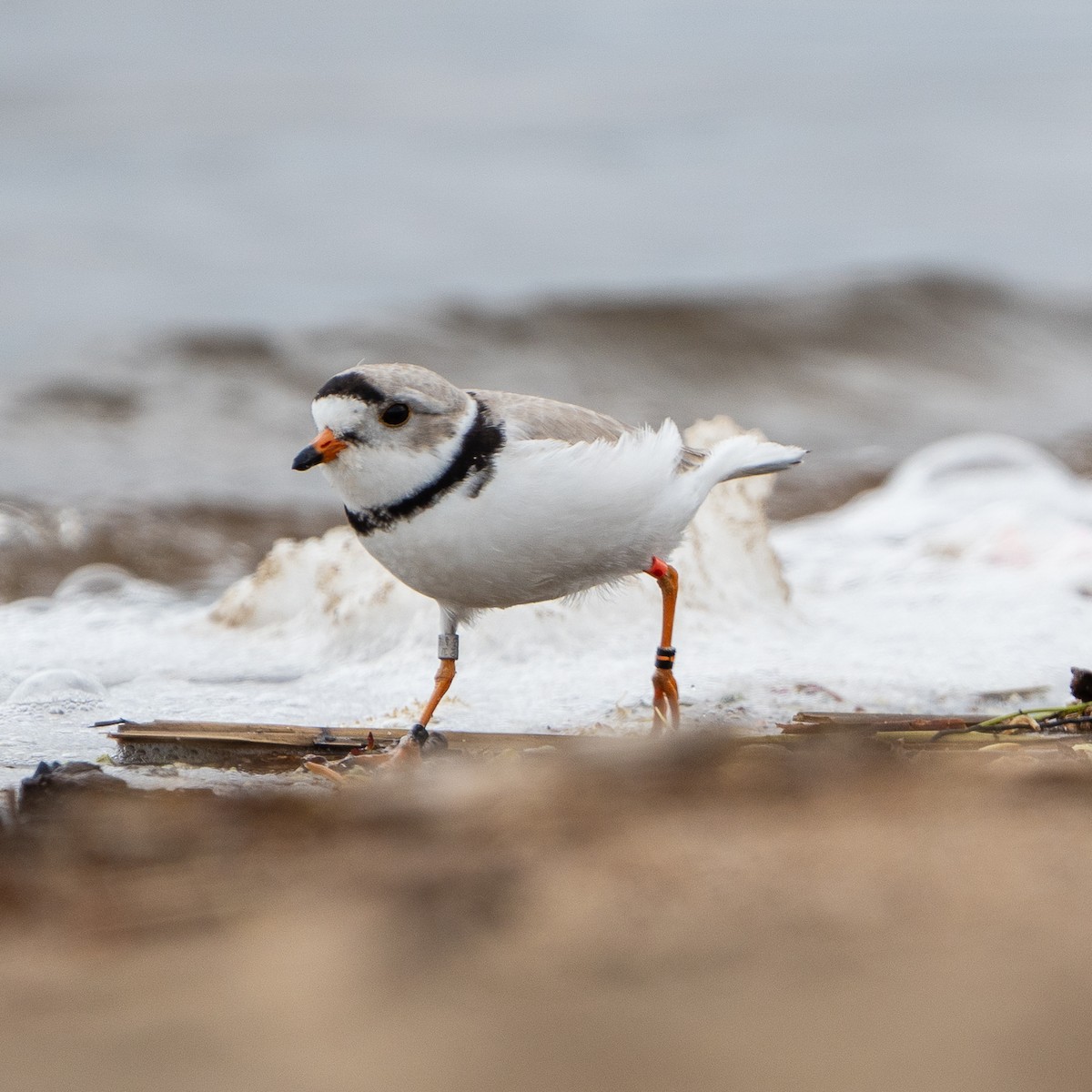 Piping Plover - Yong Chen