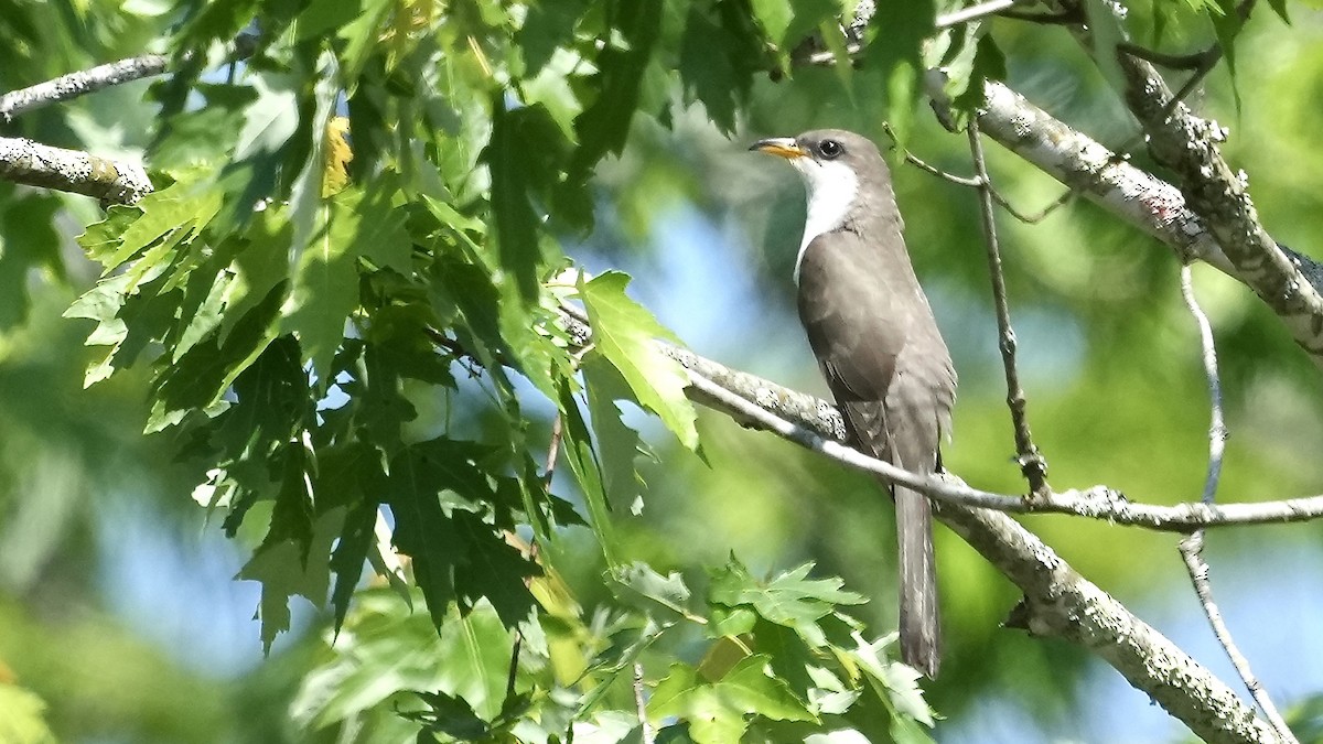 Yellow-billed Cuckoo - Sunil Thirkannad