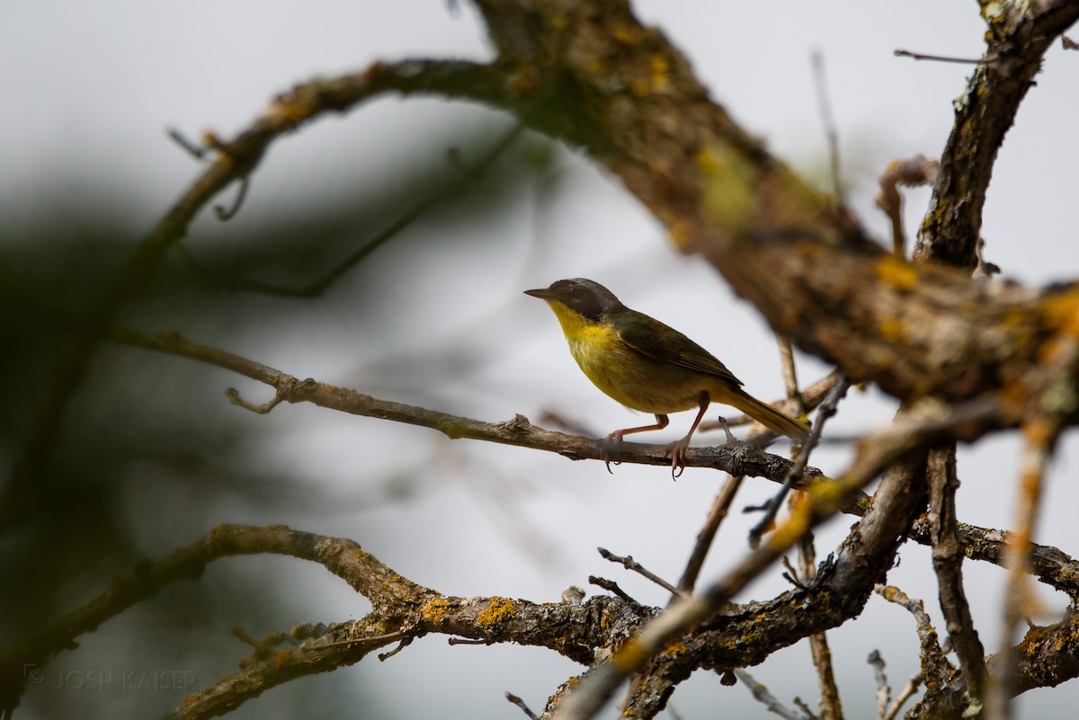 Common Yellowthroat - Josh Kaiser