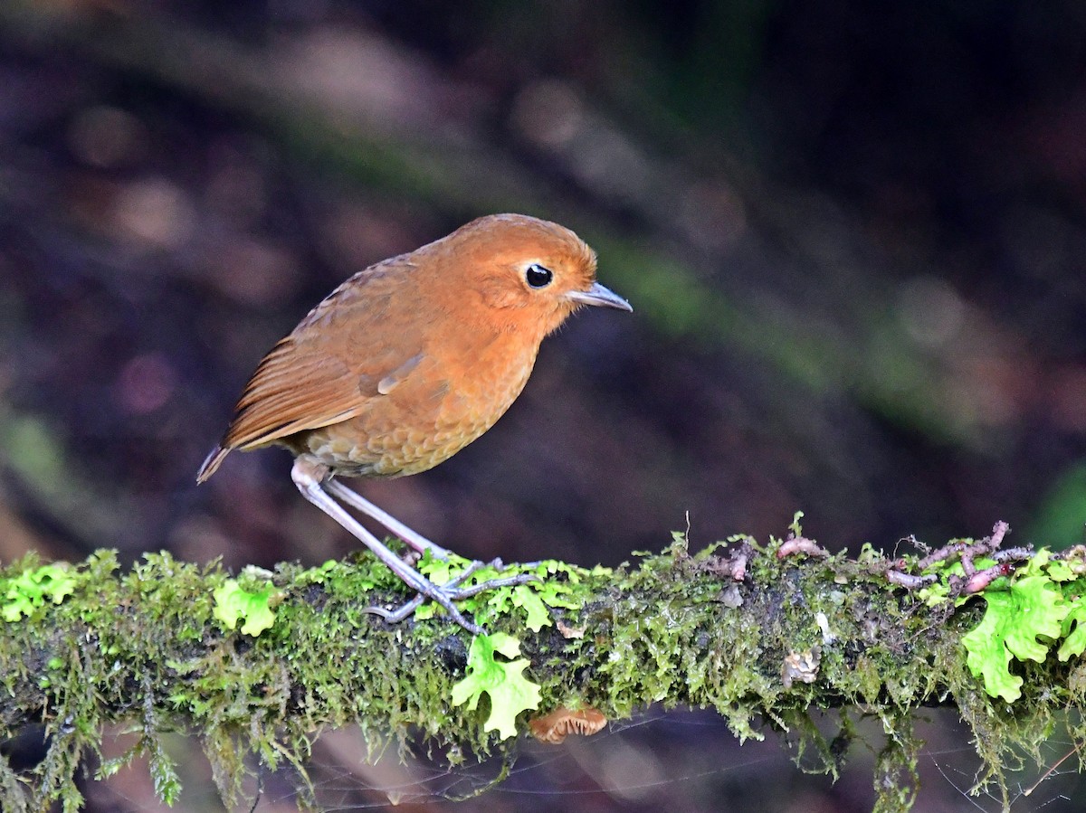 Equatorial Antpitta - Francisco Hamada