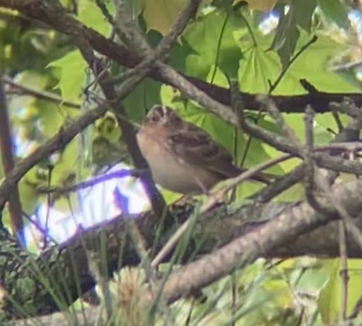 Grasshopper Sparrow - ML618902187