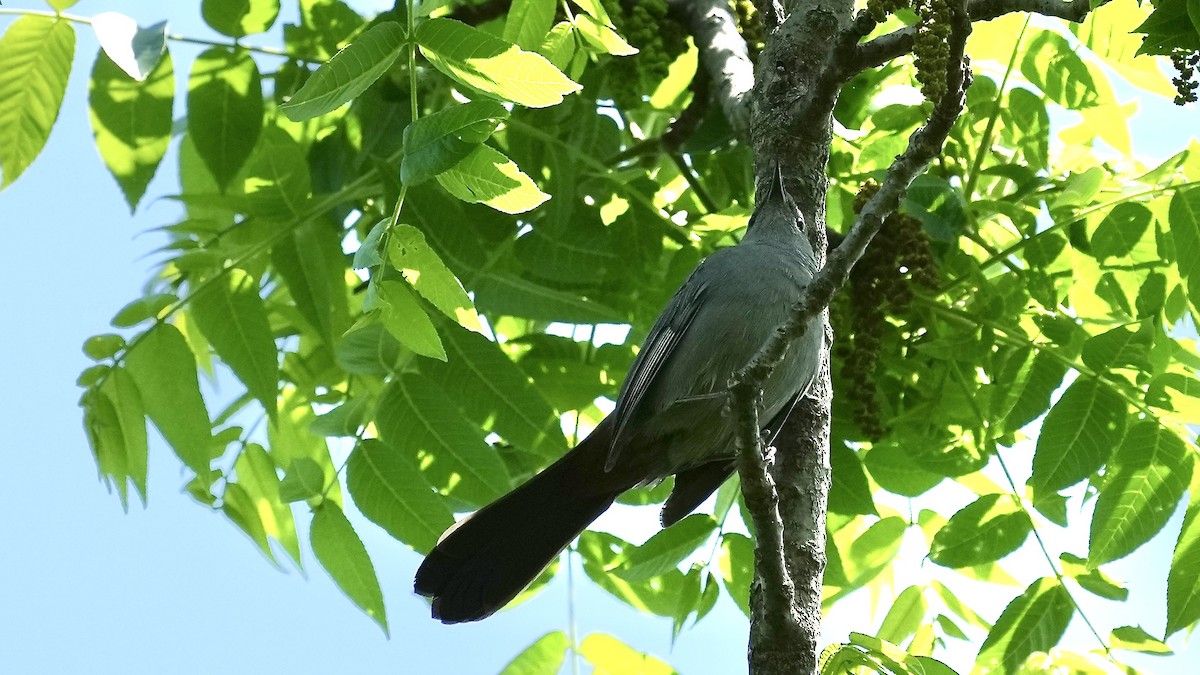 Gray Catbird - ML618902188