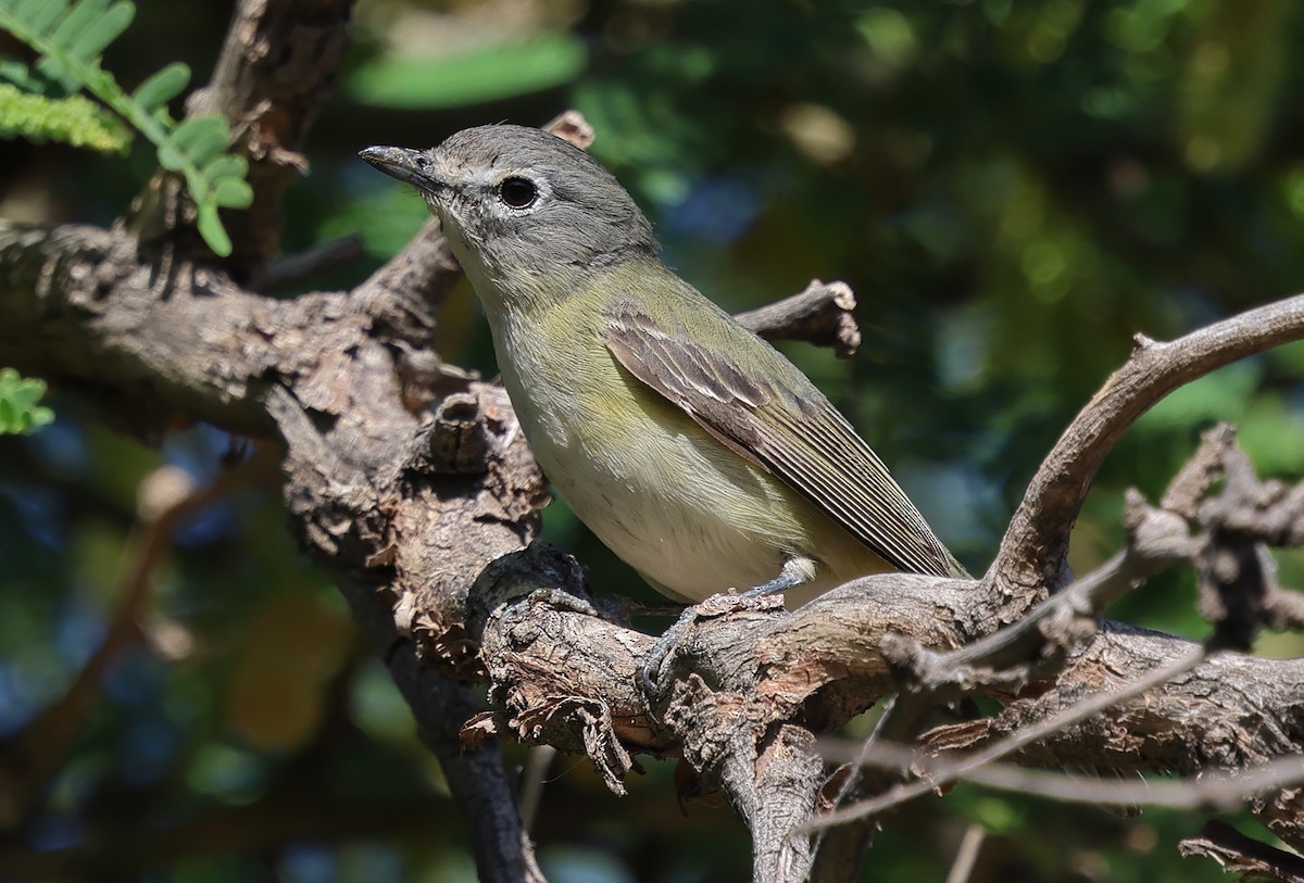 Cassin's Vireo - Ad Konings