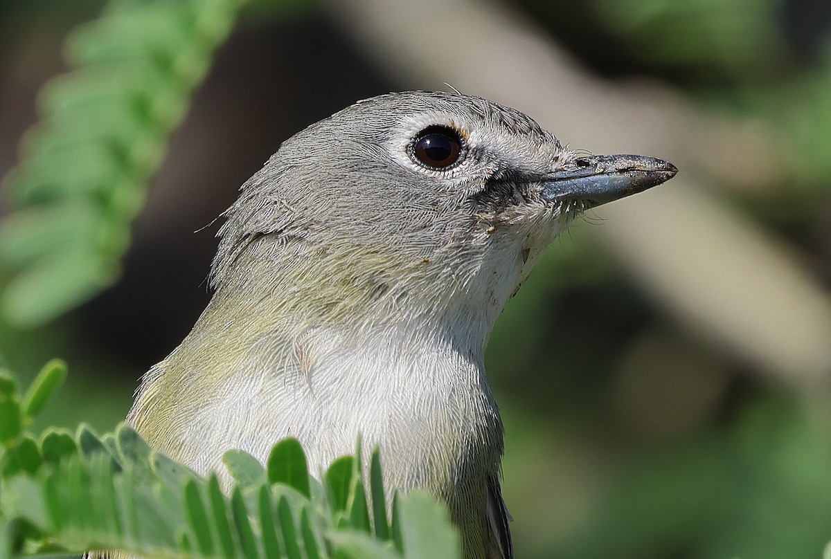 Vireo de Cassin - ML618902193