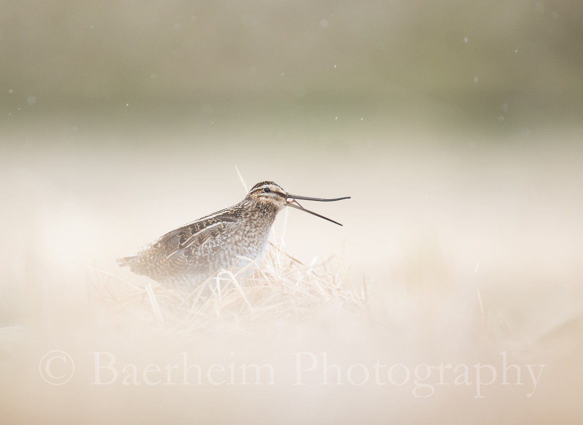 Common Snipe - Brage Bærheim