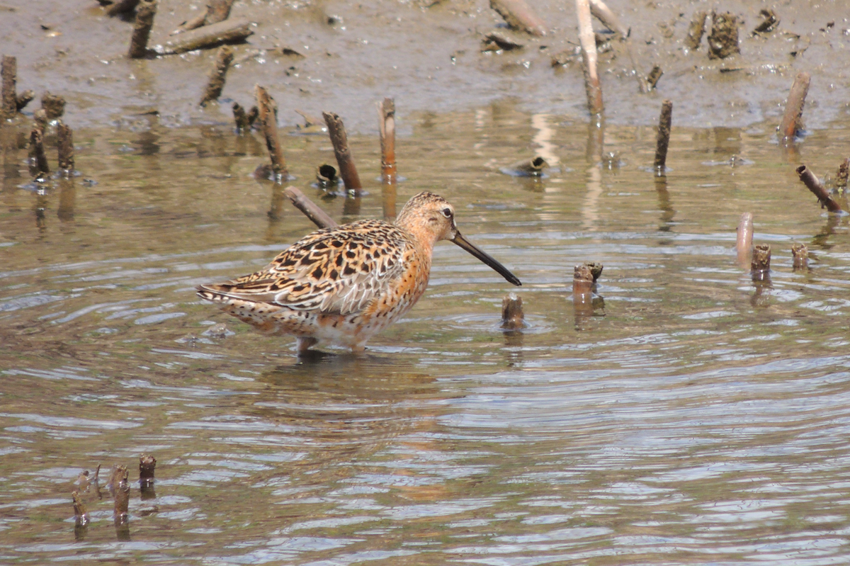 Short-billed Dowitcher - Morgan Vos