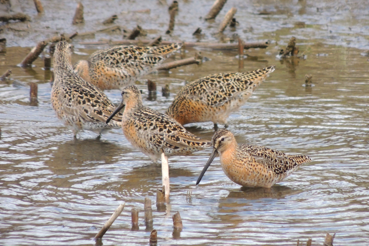 Short-billed Dowitcher - Morgan Vos